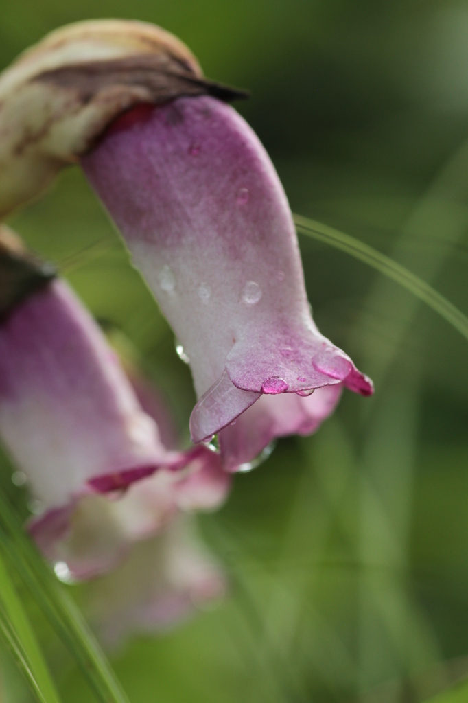 IMG_5969ナンバンギセル