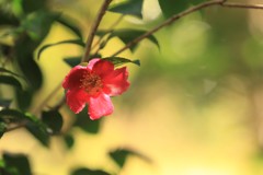春の陽をあびて