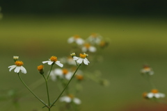 野の花