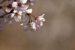 さくら桜