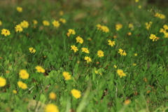 野の花
