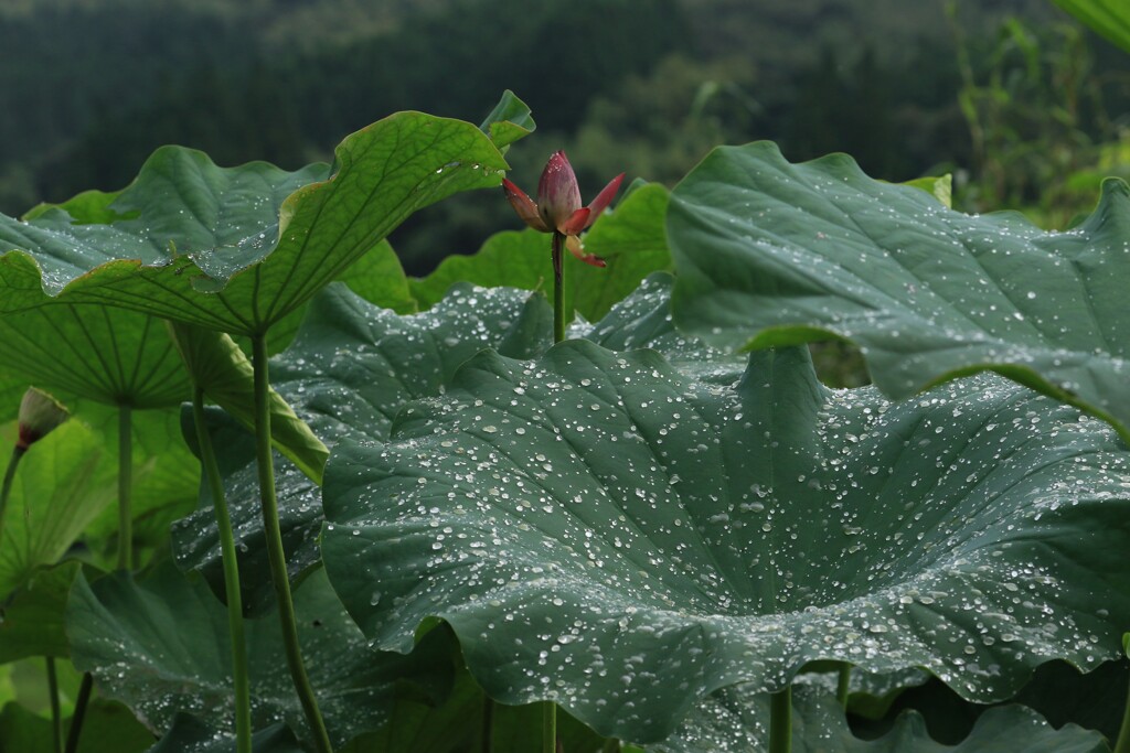 雨あがり