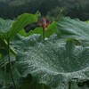 雨あがり