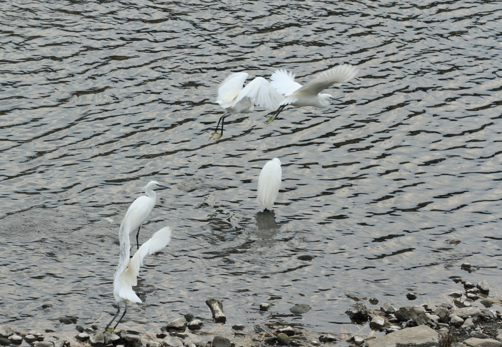 IMG_2347z水辺のたわむれ