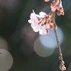 雅