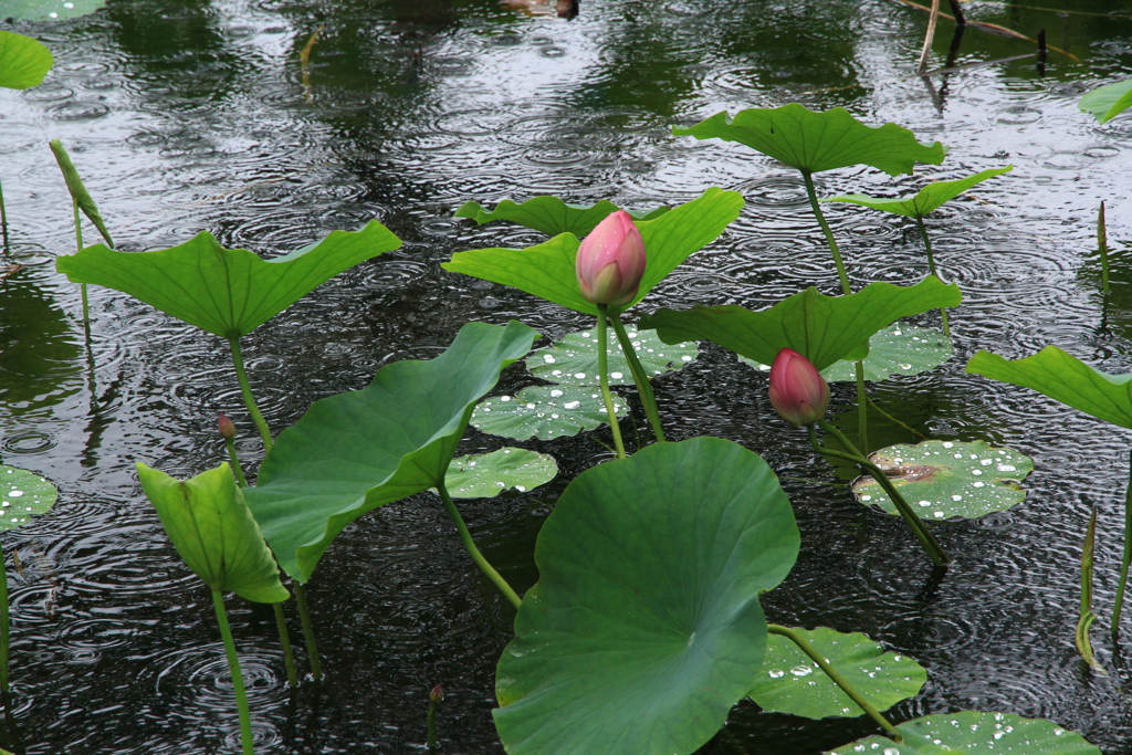 雨の蓮池