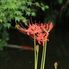 彼岸花
