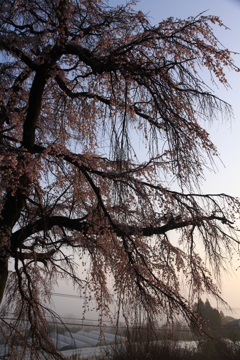 しだれ桜