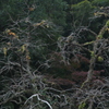 IMG_9096ここにも紅葉が・・・・