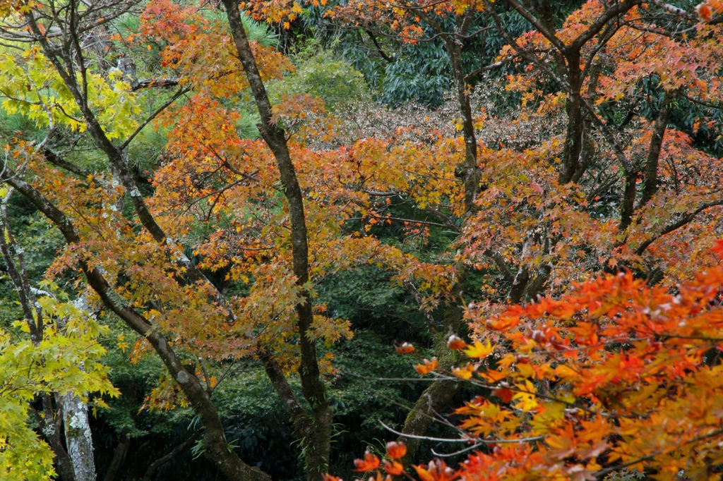 IMG_9104彩り