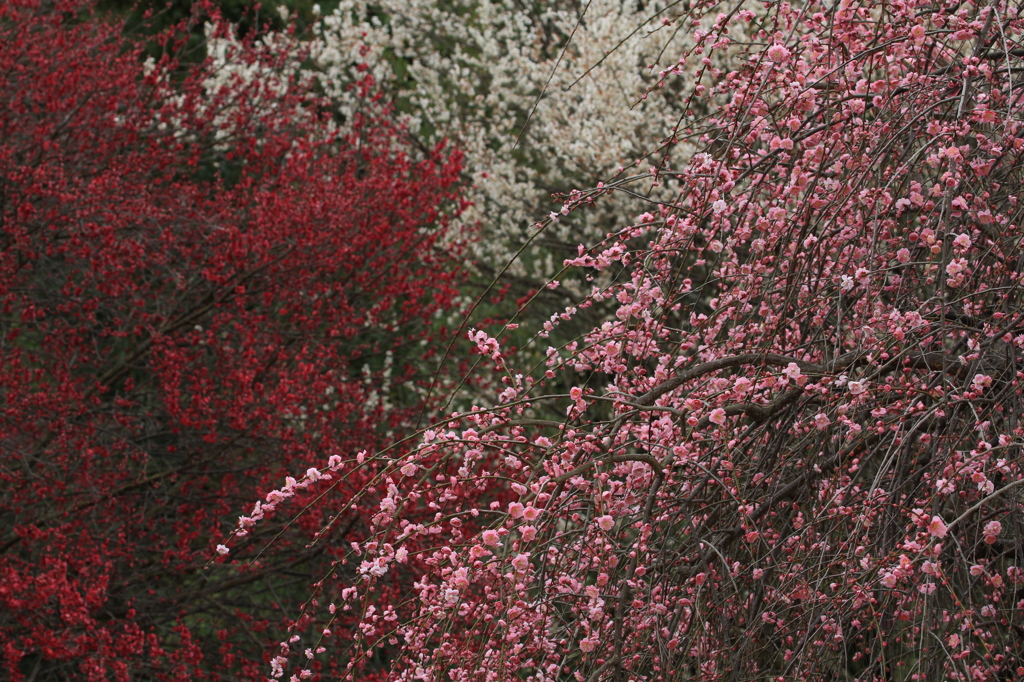 IMG_6206彩り