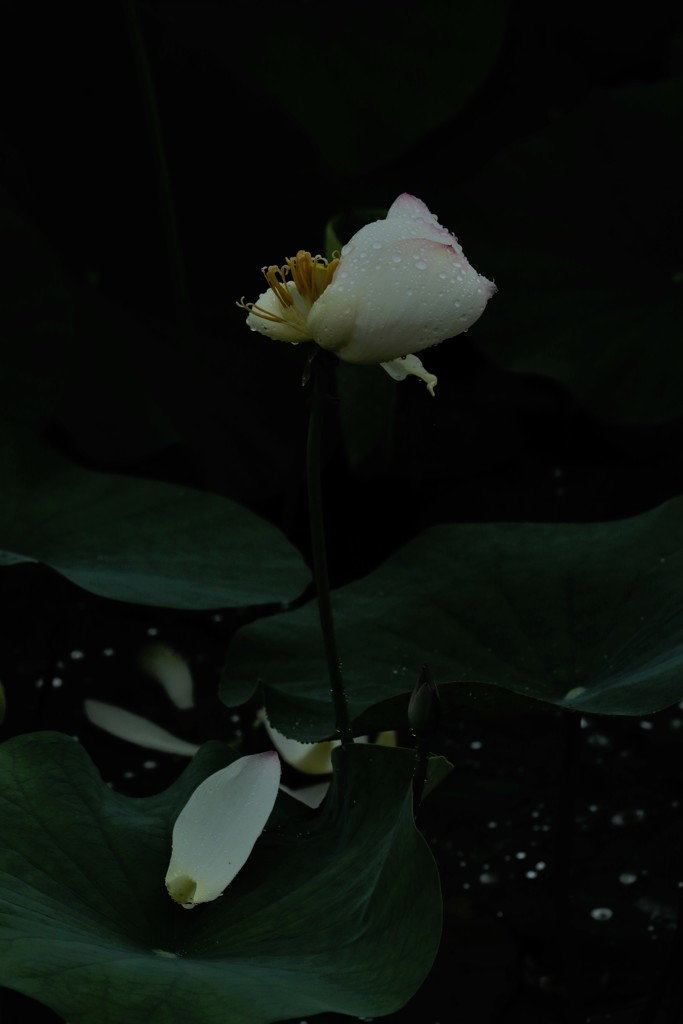 清らか