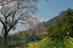 桜風景