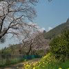 桜風景