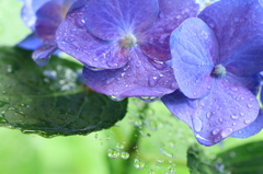 雨の日のあじさい