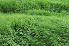 突然の風
