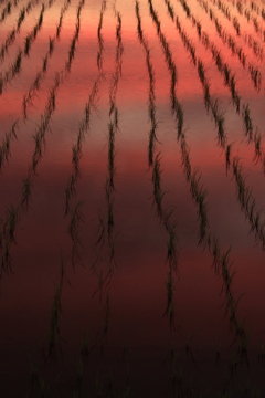 幸せの夕景