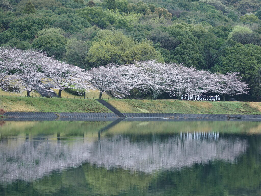桜と朝練