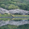 桜と朝練