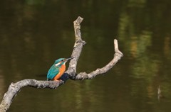カワセミ