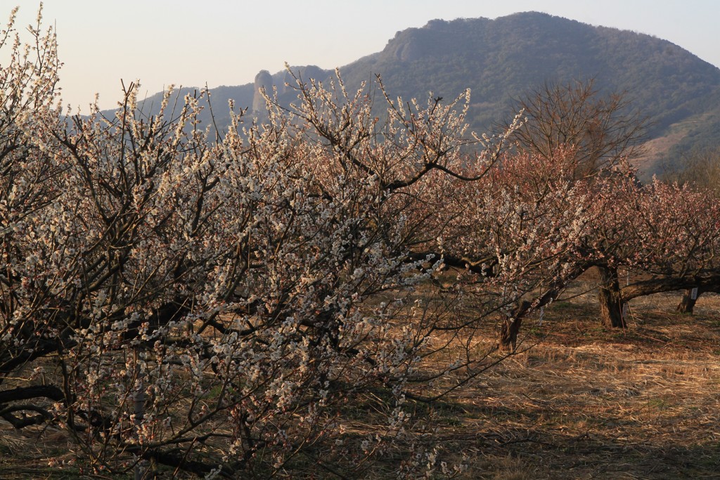 満開の梅園