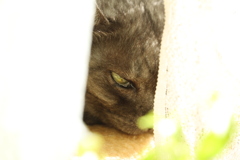 みつめる