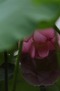 雨にうたれて