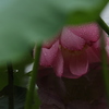 雨にうたれて