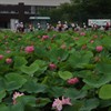 ハスとともに
