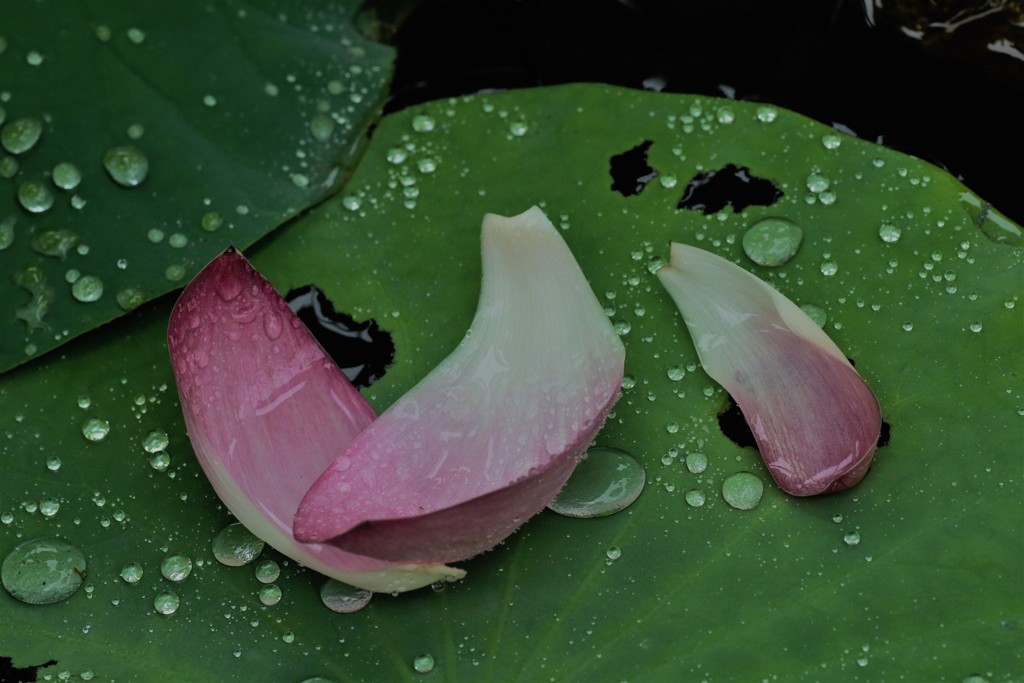 残り華