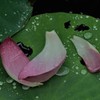 残り華