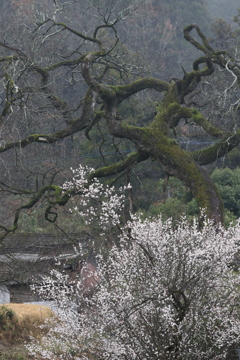 春がきた