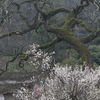 春がきた