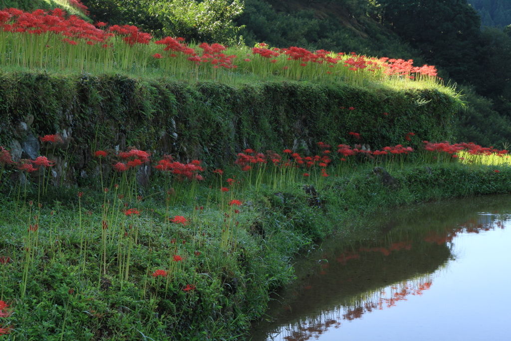 棚田　彼岸花