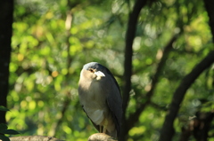 IMG_8394赤い目のゴイサギ