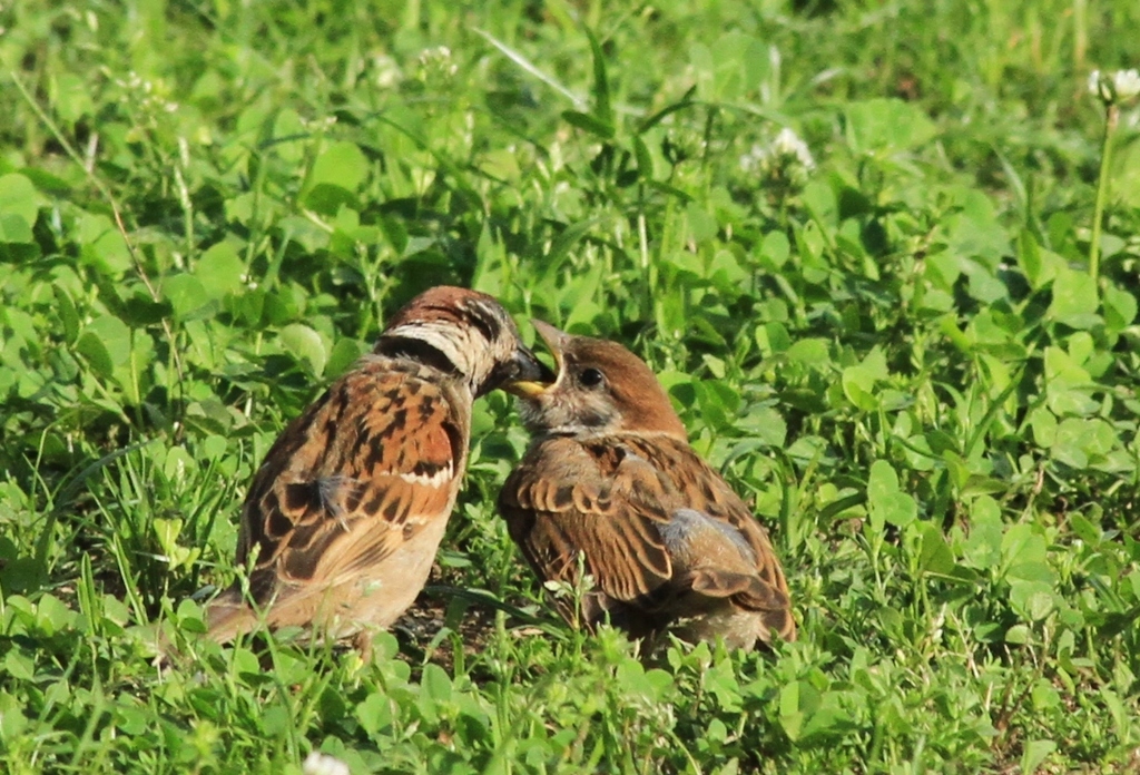スズメの親子