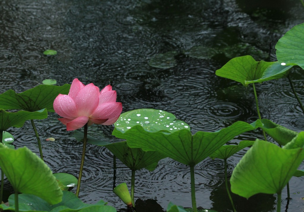 雨の日に