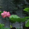 雨の日に
