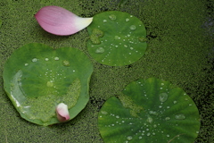 雨上がり