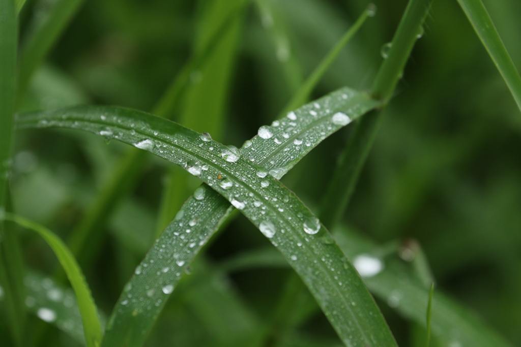 朝の露