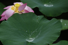 雨あがり