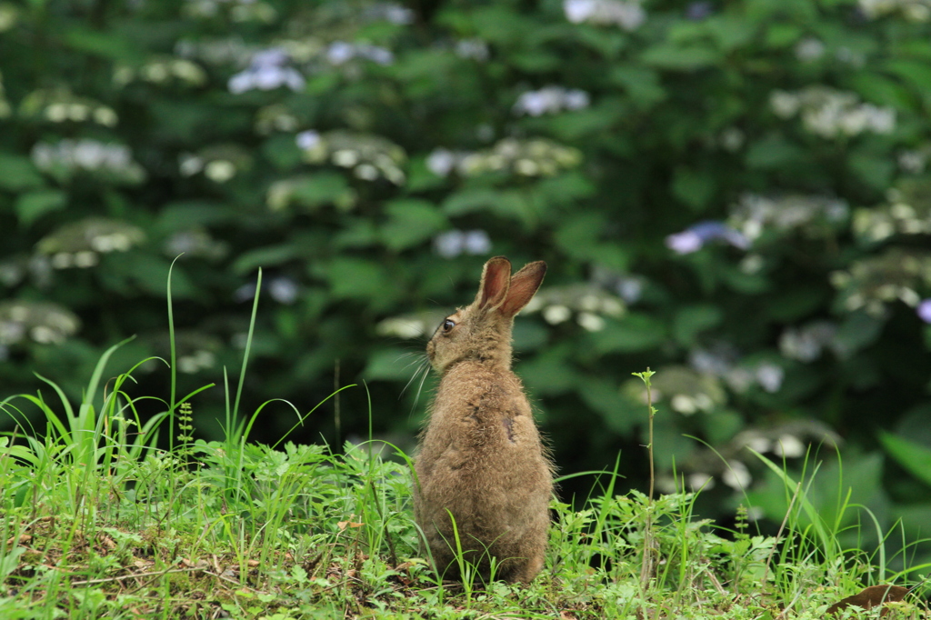 ノウサギと紫陽花