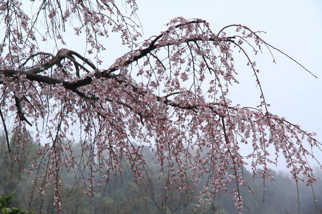 しだれ桜