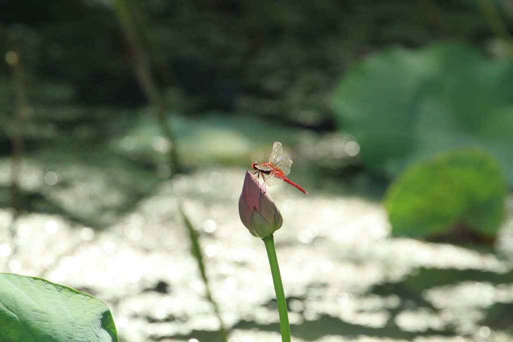 IMG_3568ひとやすみ