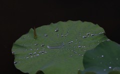 雨のおくりもの