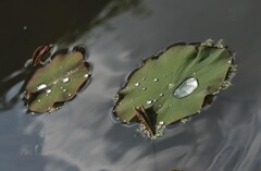 変顔葉っぱ
