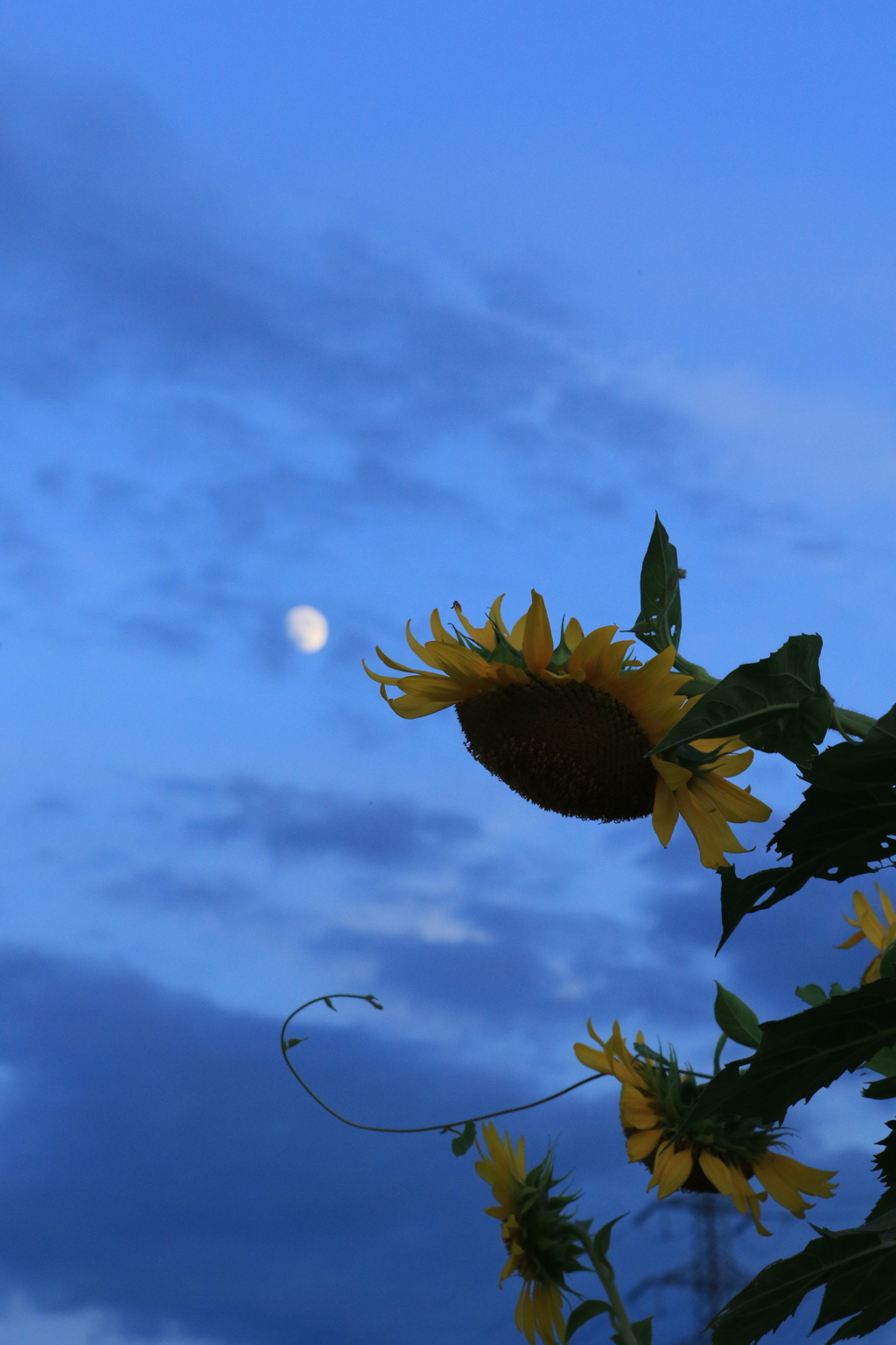 夕暮れひまわり