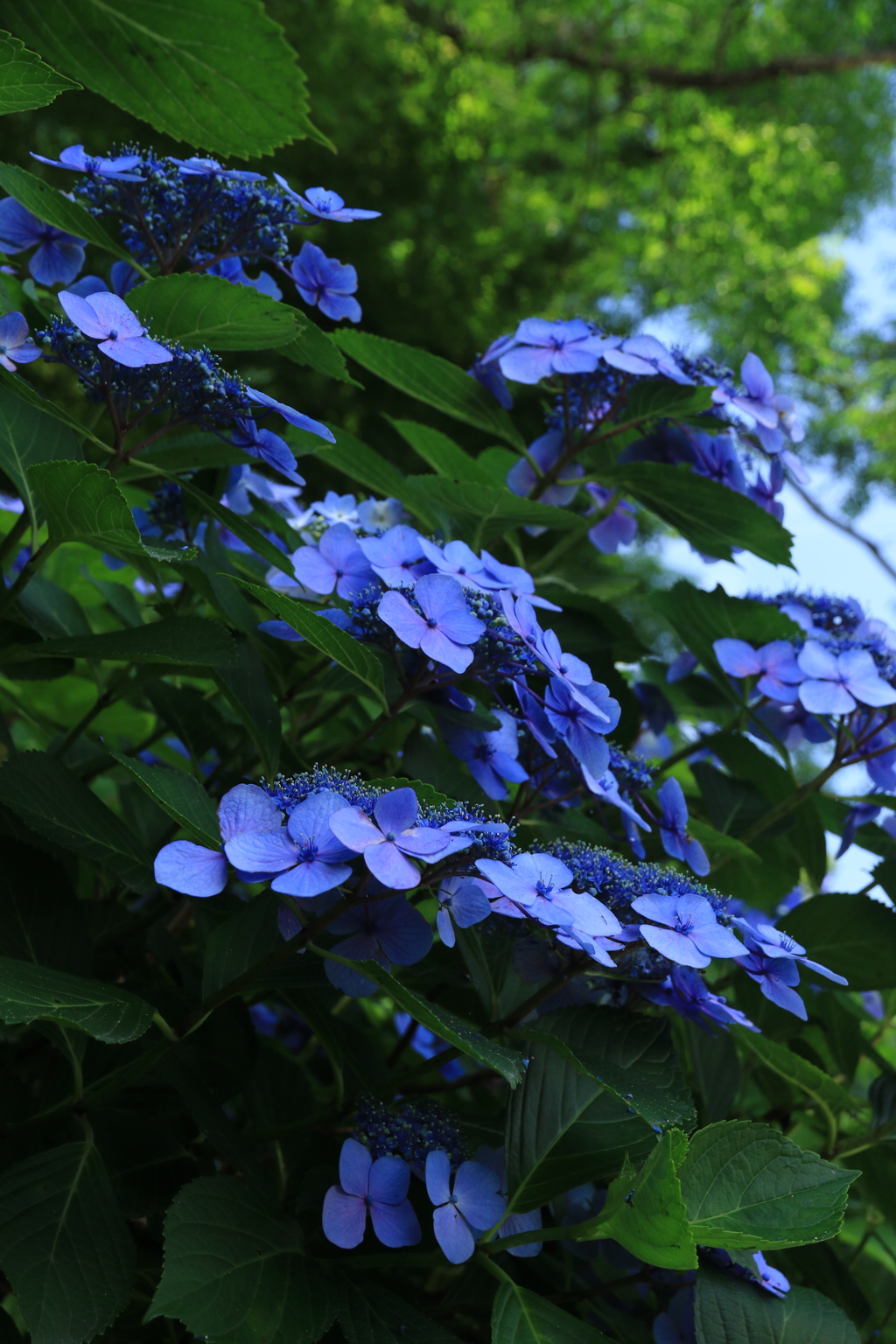 ブルーな紫陽花