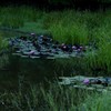 水連の咲くころ