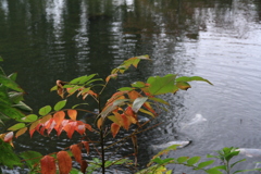 泉水の秋